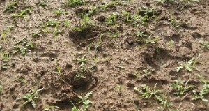 Soil Health Management Plan - hooves