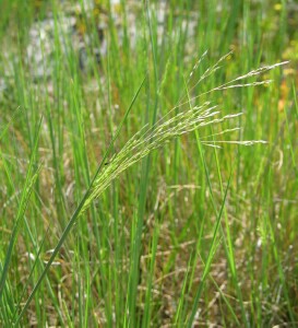 Adamson's Blown-grass - emerging flowerheads