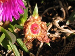 Dried flower and forming fruit of Angled Pigface