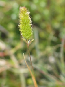 Annual Cat's-tail flower-head