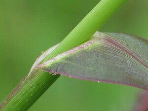 Stem and leaf of Barnyard Grass