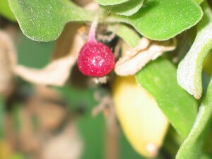 Ripe berry of Bower spinach