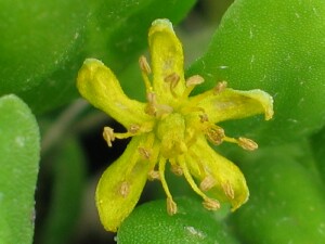 Bower Spinach flower