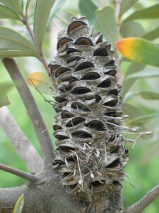 Coast Banksia old cone