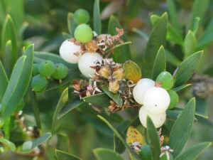 Coast Beard-heath developing fruit