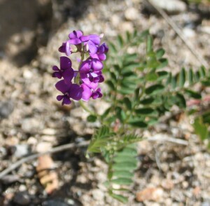 Flowers of Swainson’s Pea
