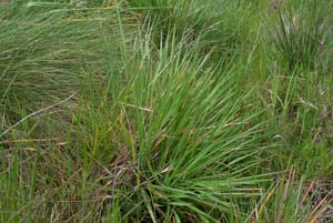 Coastal Blown-grass - plants