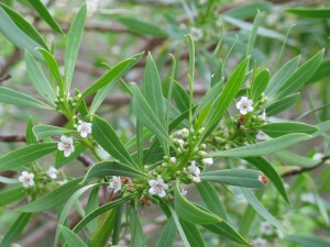 Common Boobialla leaves and flowers