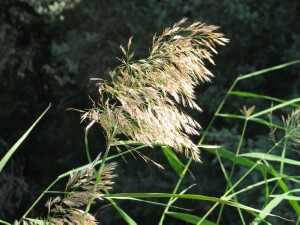 Common Reed flowerhead