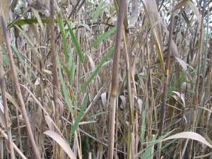 Common Reed leaves and stems
