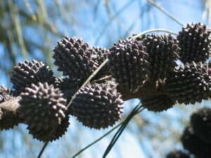 Mature cones of Drooping She Oak 