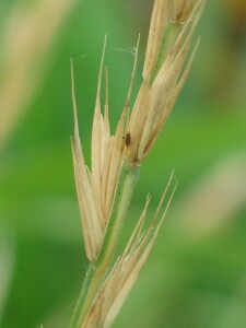 Mature spikelets of English Couch