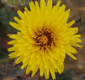 False Sow-thistle flower