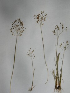 Small Hair-grass plants