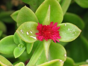 Heart-leaf Ice-plant - flower