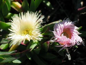 Young and maturing flowers of Hottentot Fig