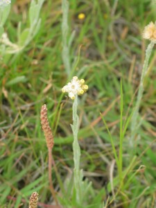 Jersey Cudweed plant