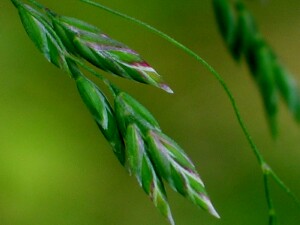 Kentucky Blue-grass spikelets