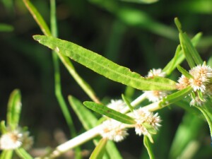 Lesser Joyweed leaf