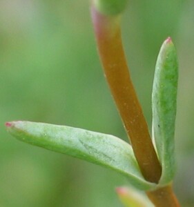 Little Noon-flower - stem and leaf