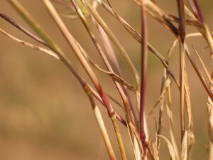 Mediterranean Barley-grass - stems