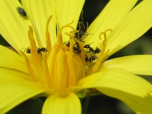 Ants collecting nectar from Native Yam Daisy