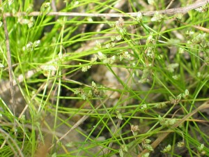 Stems and spikelets of Nodding Club-rush