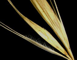 Notes on spikelets - Barley-grass