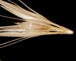 Spikelet notes - Northern Barley-grass