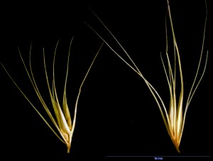 Notes on spikelets - Sea Barley-grass comp.