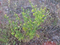 Photo gallery - Shrubby Twin-leaf