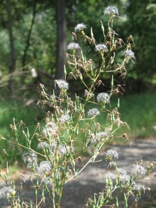 Prickly lettuce flower panicle