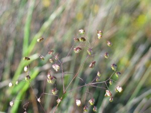 Spikelets of Large Quaking Grass