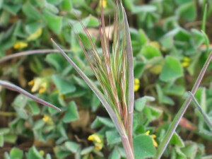Emerging flower-head of Red Brome