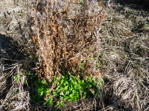 Robust Willow-herb regrowth from last year's plant