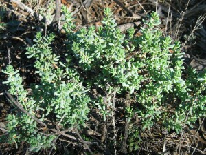 Green, unstressed plant of Rosy Bluebush
