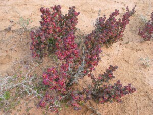 Red, salt stressed plant of Rosy Bluebush
