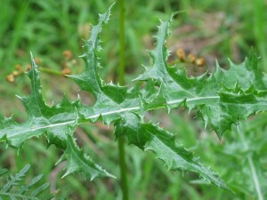 Leaf of Rough Sow-thistle
