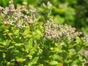 Seaberry Saltbush with flower clusters