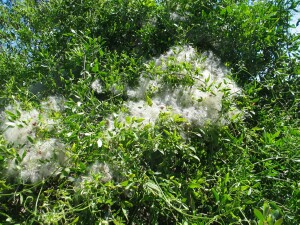 Small-leaved Clematis fruiting plant
