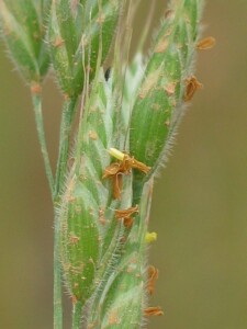 Spikelets of Soft Brome with excerted anthers