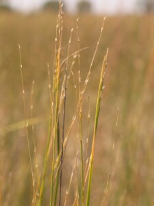 Old flower-heads of Southern Cane-grass with most spikelets dropped