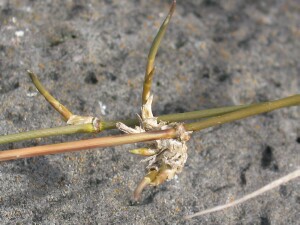 New shoots of Southern Cane-grass stolons