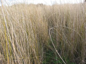 Dense stand of mature Southern Cane-grass