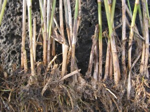 Rhizome and tough stem of Southern Cane-grass