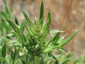 Developing flower-head of Spear Thistle