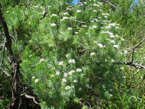 Sticky Daisy-bush plant
