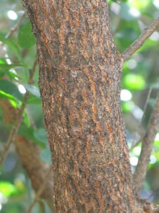 Upper trunk of Sweet Bursaria 