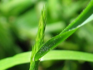 Newly emerging flower-head of Sweet Vernal-grass
