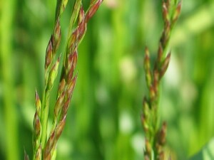 Young spikelets of Tall Fescue